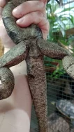 Leguán černý (Ctenosaura similis)