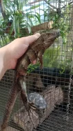 Leguán černý (Ctenosaura similis)