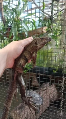 Leguán černý (Ctenosaura similis)