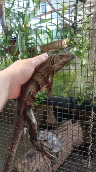 Leguán černý (Ctenosaura similis)