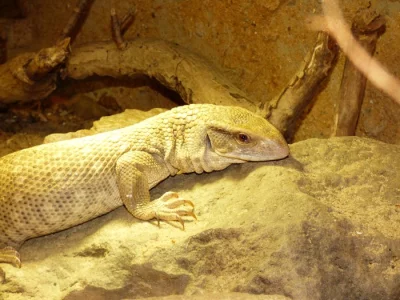 Varan stepní (Varanus exanthematicus)