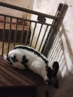 Nos