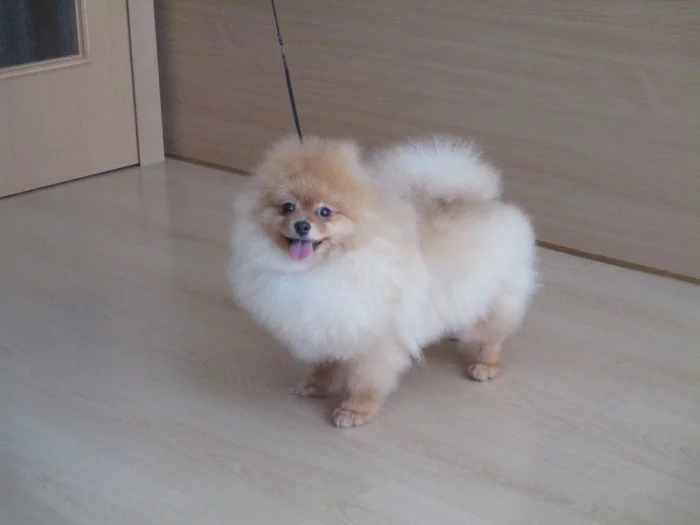 Pomeranian