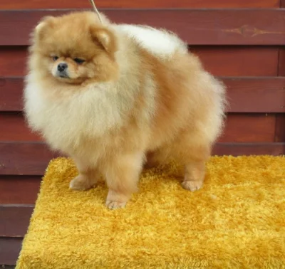 Pomeranian