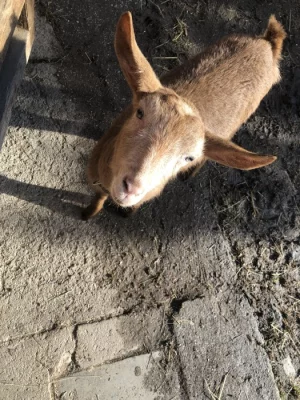 Hnědá koza