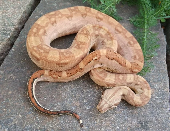 Boa imperator - Keltic VPI Sunglow, Aztec VPI Sunglow