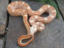 Boa imperator - Keltic VPI Sunglow, Aztec VPI Sunglow