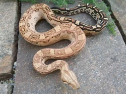 Boa imperator - Keltic VPI Sunglow, Aztec VPI Sunglow