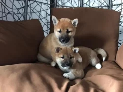Shiba Inu, štěňata na prodej