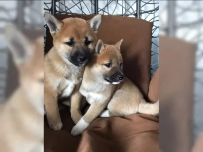 Shiba Inu, štěňata na prodej