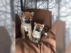 Shiba Inu, štěňata na prodej