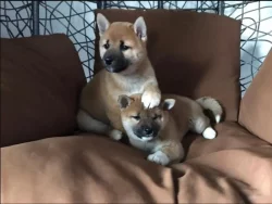 Shiba Inu, štěňata na prodej
