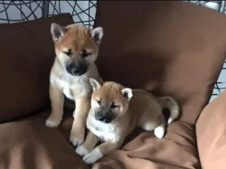 Shiba Inu, štěňata na prodej