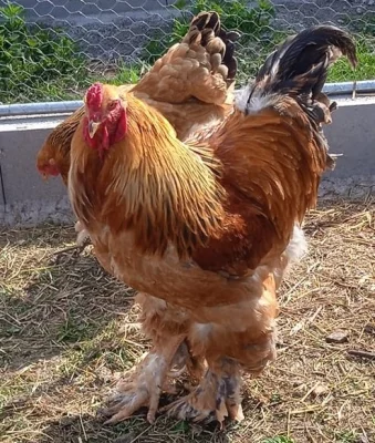 Koupíme mladšího kohouta - Brahmanka žlutá, černě lemovaná
