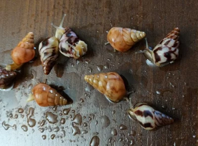 Limicolaria flamnea agathina i orange