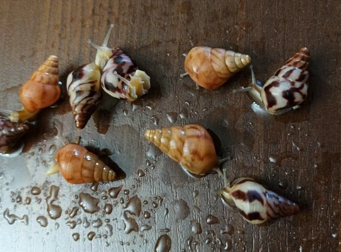 Limicolaria flamnea agathina i orange