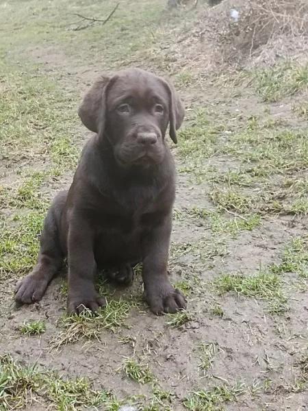 Labradorský retrívr