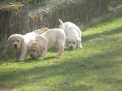 Labrador retriever