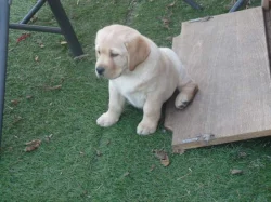 Labrador retriever