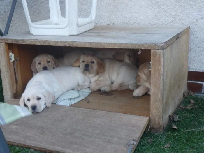 Labrador retriever