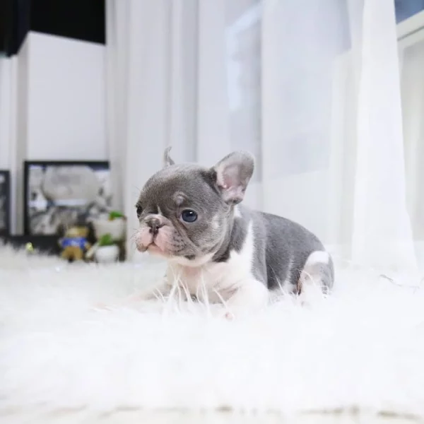 Štěňata francouzského buldočka k adopci