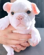 Štěňata francouzského buldočka k adopci