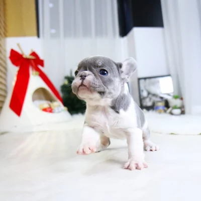 Štěňata francouzského buldočka k adopci