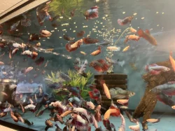 Prodám bojovnice - betta splendens