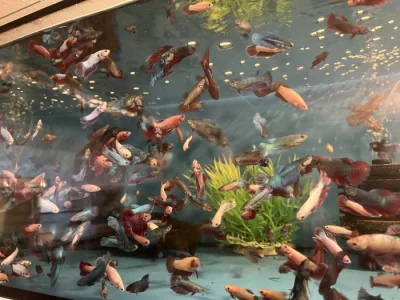 Prodám bojovnice - betta splendens