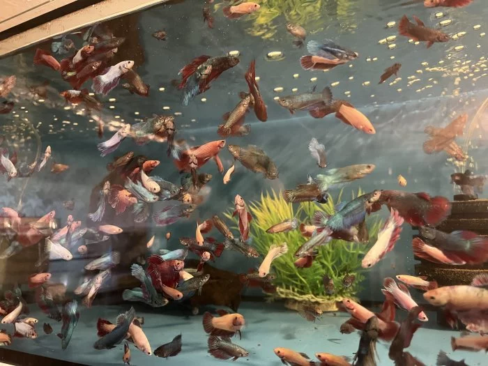 Prodám bojovnice - betta splendens