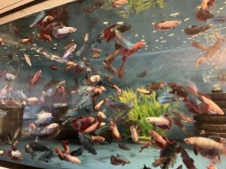 Prodám bojovnice - betta splendens