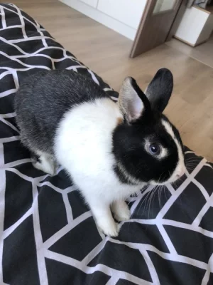 Zakrslý králík