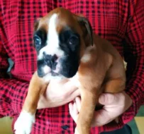 Německý boxer s PP