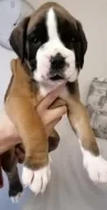 Německý boxer s PP