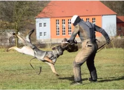 Štěňátka NO