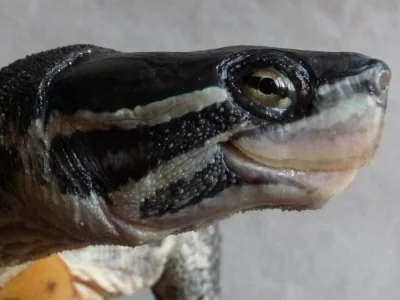 MAUREMYS ANNAMENSIS    (Želva annámská)