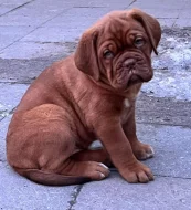 Bordeauxská doga s PP