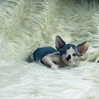 Koťata Sphynx k adopci