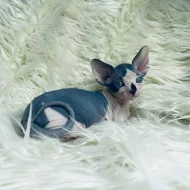 Koťata Sphynx k adopci