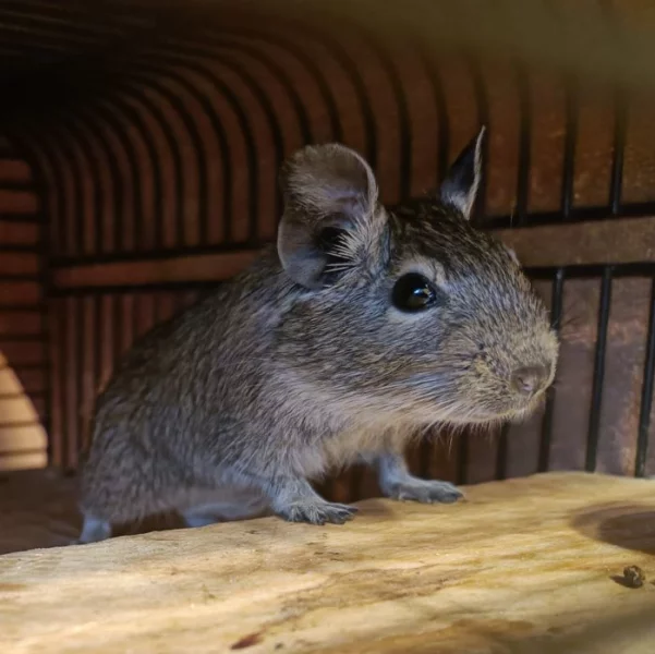 Osmák Degu