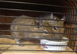 Osmák Degu
