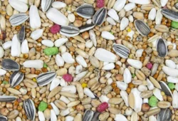 Týniště nad Orlicí 25.2.2024 přijímáme objednávky.