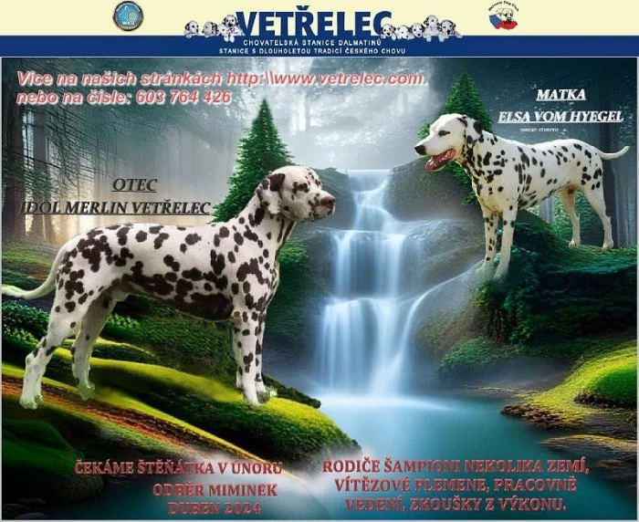 DALMATIN - ŠTĚŇÁTKA