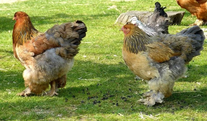 Násadbová vajíčka