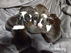 Stafordšírský teriér, staford, terier, amstaff