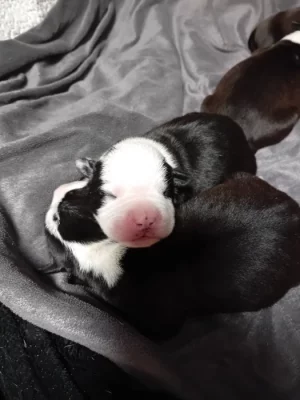 Stafordšírský teriér, staford, terier, amstaff