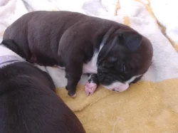 Stafordšírský teriér, staford, terier, amstaff