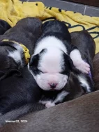 Stafordšírský teriér, staford, terier, amstaff