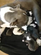 Stafordšírský teriér, staford, terier, amstaff