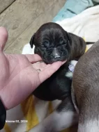 Stafordšírský teriér, staford, terier, amstaff